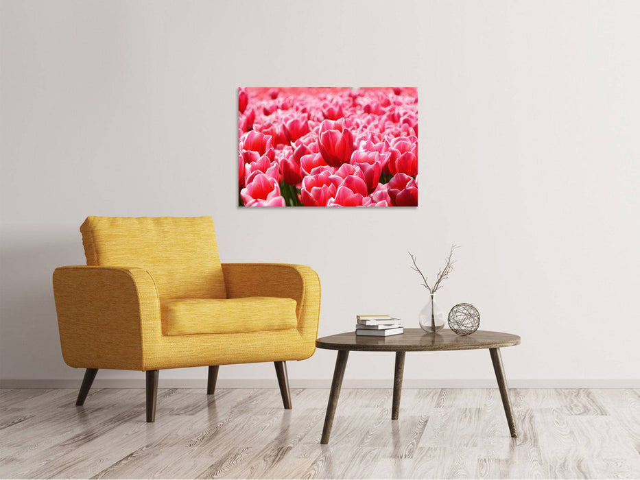 Tableaux sur toile Champ de tulipes heureux