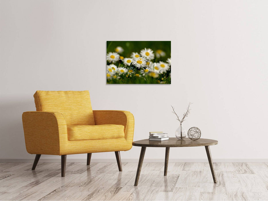 Tableau sur toile marguerites XL