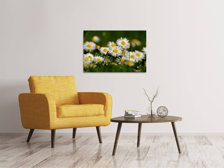 Tableau sur toile marguerites XL