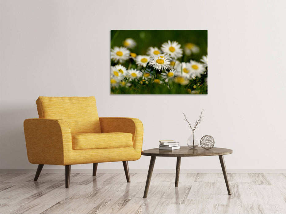 Tableau sur toile marguerites XL