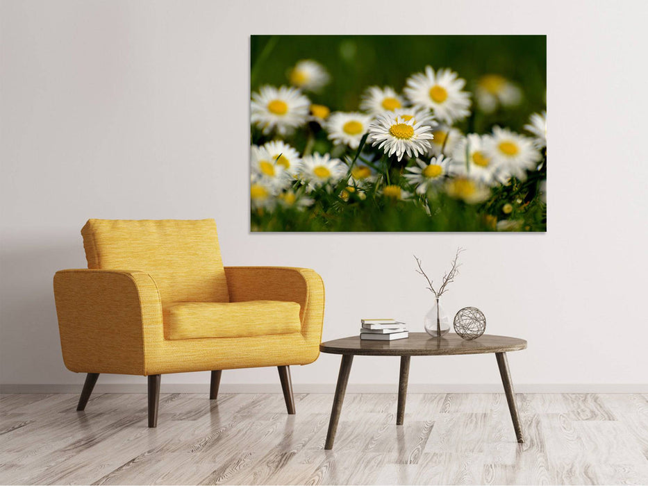 Tableau sur toile marguerites XL