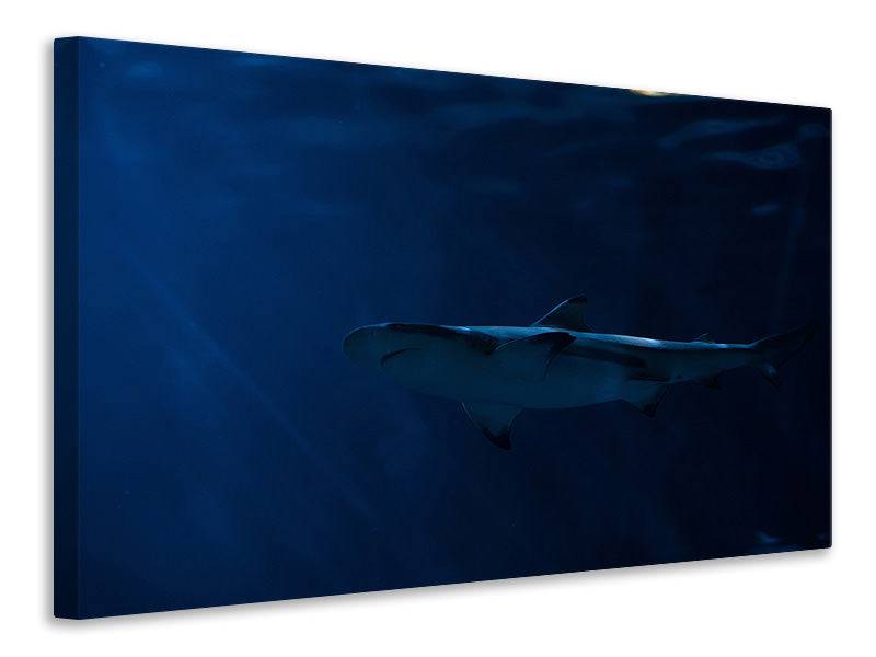 Canvas print Dangerous shark