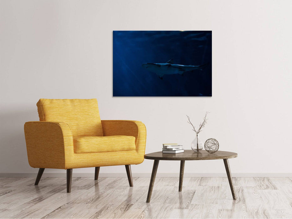 Canvas print Dangerous shark