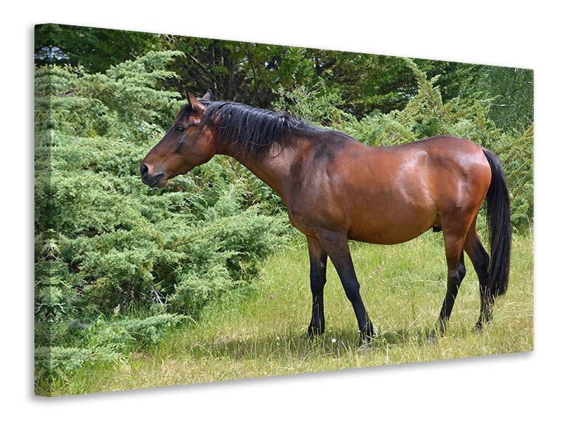 Tableaux sur toile Cheval fort