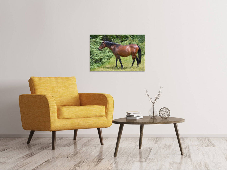 Tableaux sur toile Cheval fort