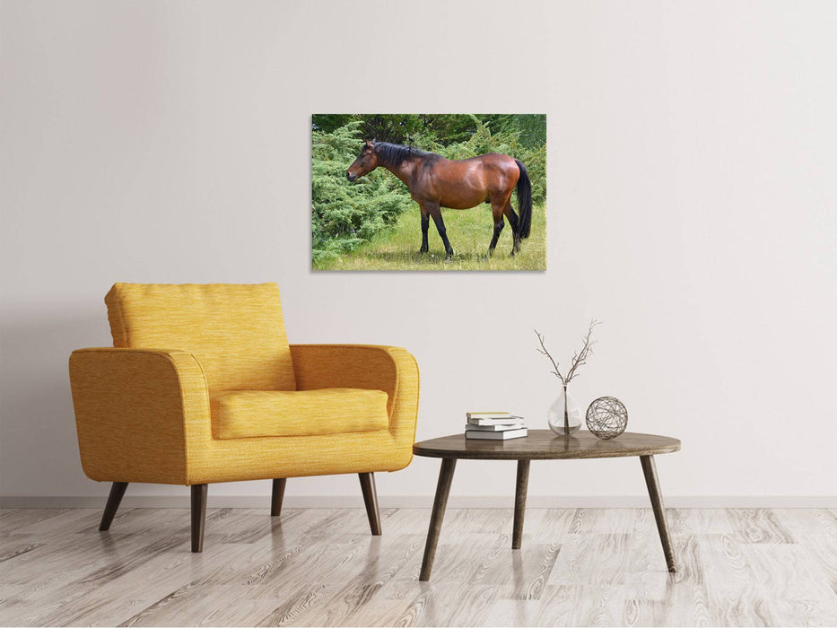 Tableaux sur toile Cheval fort