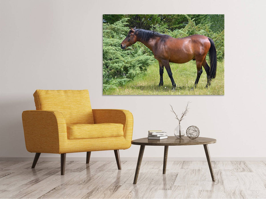 Tableaux sur toile Cheval fort