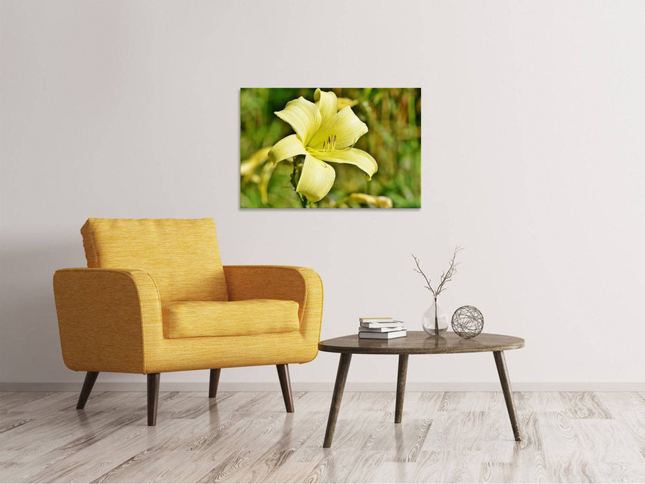 Tableaux sur toile Lys fleurissent en jaune