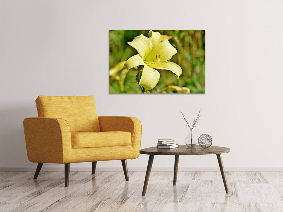 Tableaux sur toile Lys fleurissent en jaune