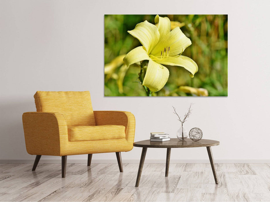 Tableaux sur toile Lys fleurissent en jaune