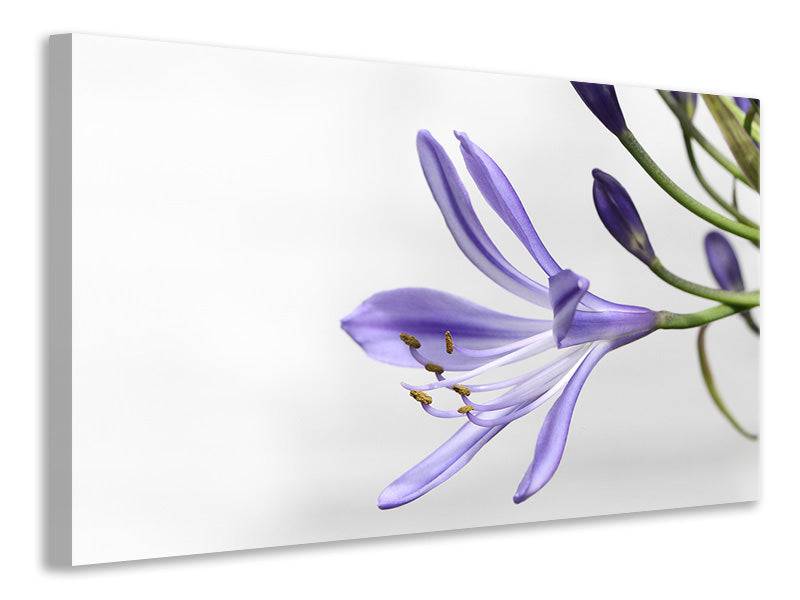 Tableaux sur toile Lys fleurissent en violet