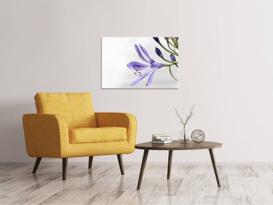 Tableaux sur toile Lys fleurissent en violet