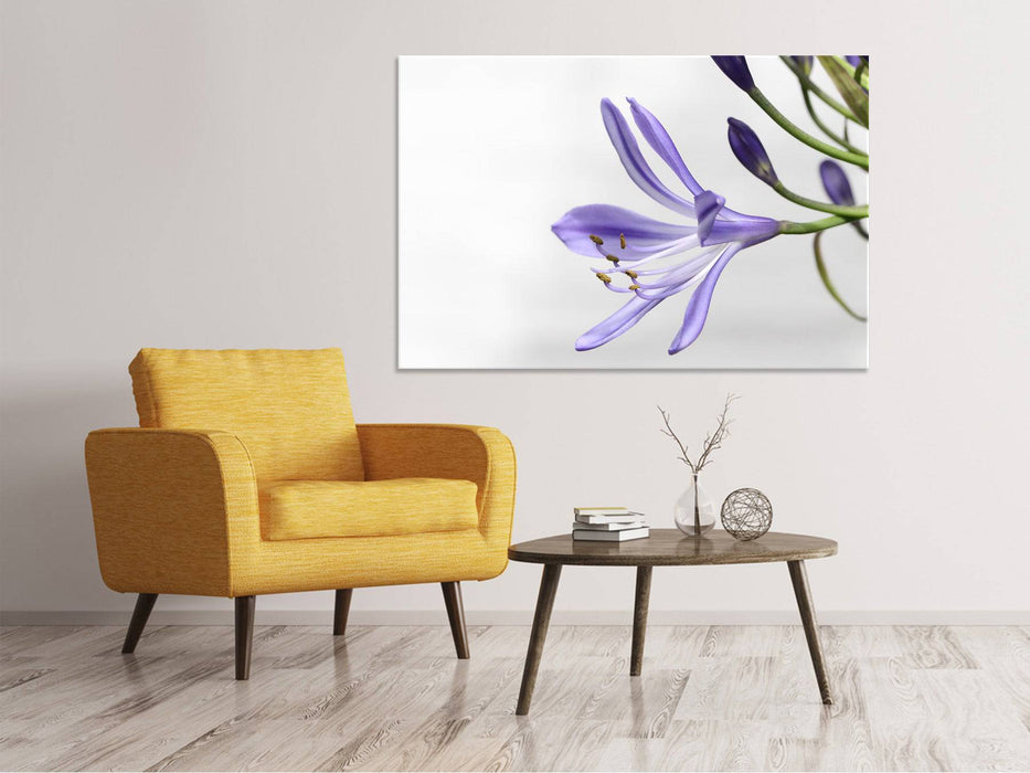 Tableaux sur toile Lys fleurissent en violet