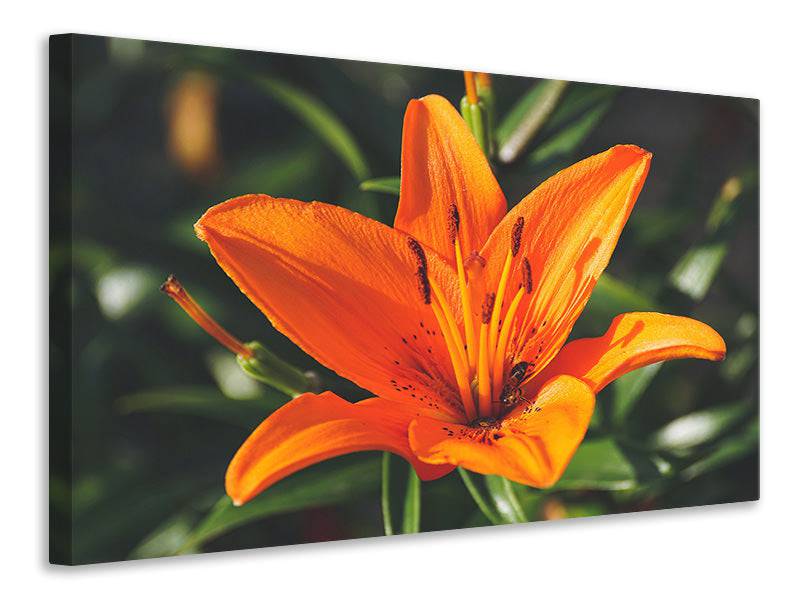 Canvas picture lilies blossom in orange XL