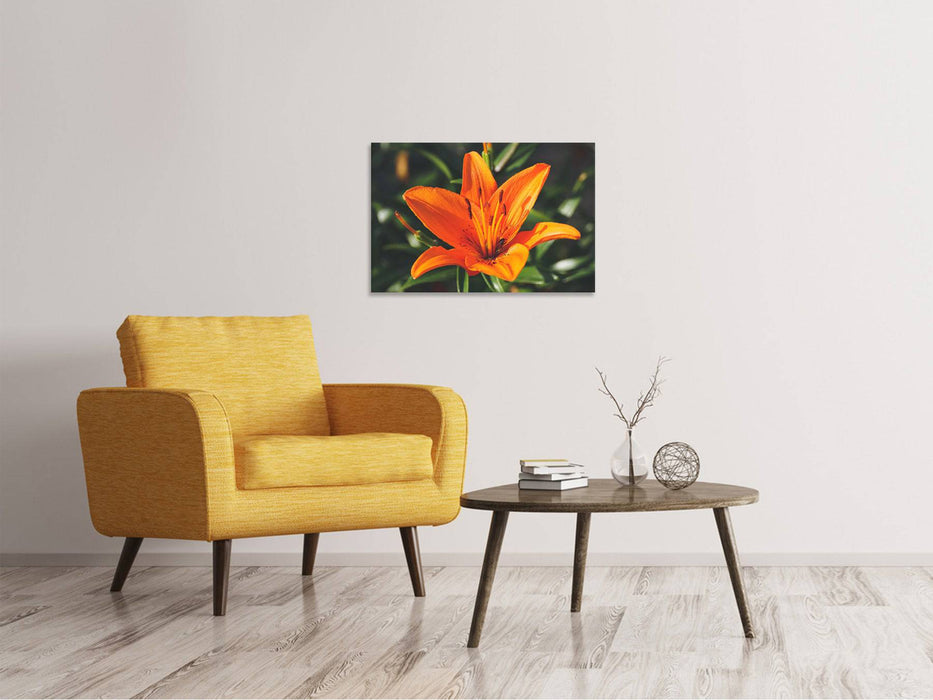 Canvas picture lilies blossom in orange XL