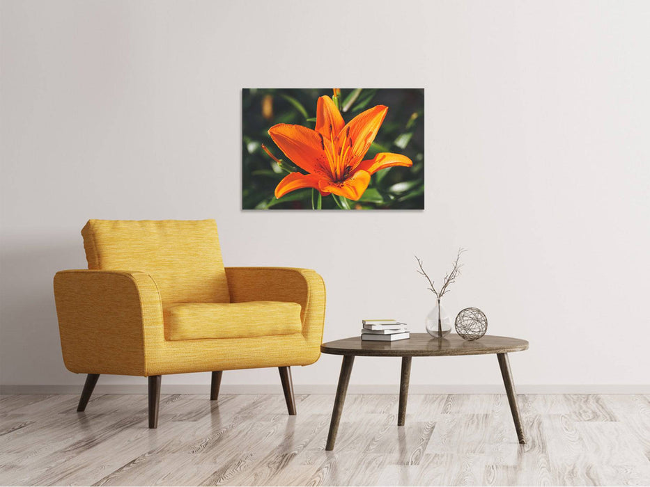 Canvas picture lilies blossom in orange XL