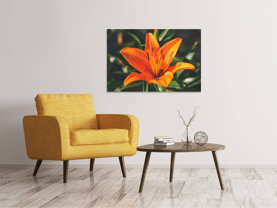 Canvas picture lilies blossom in orange XL