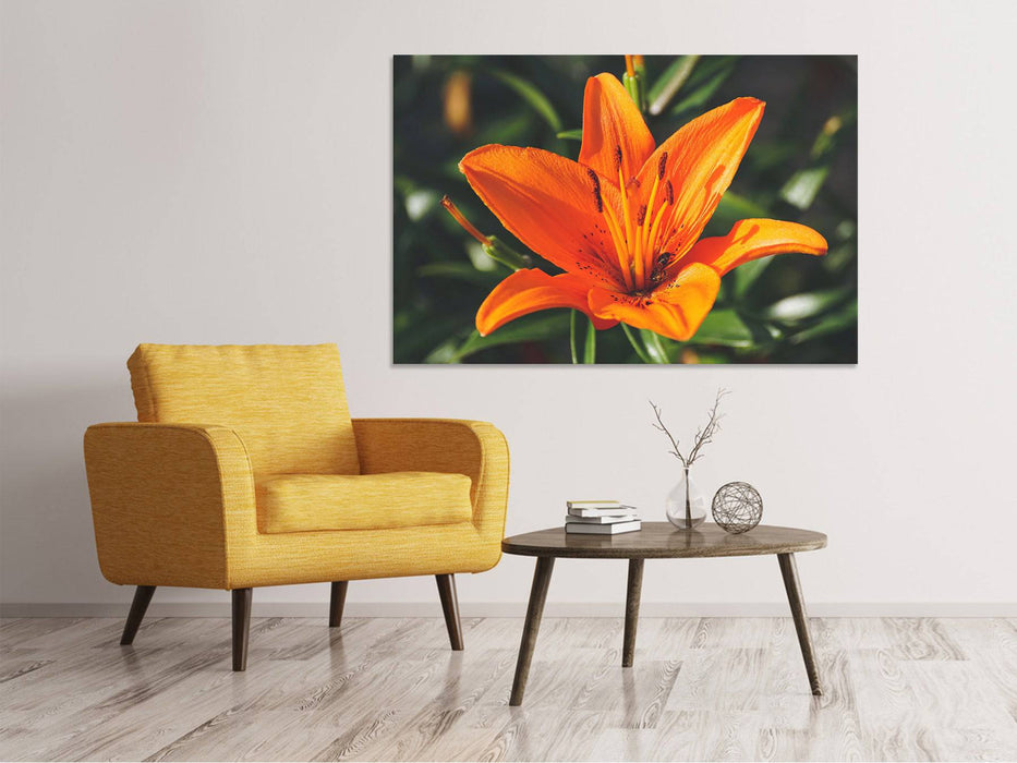 Canvas picture lilies blossom in orange XL