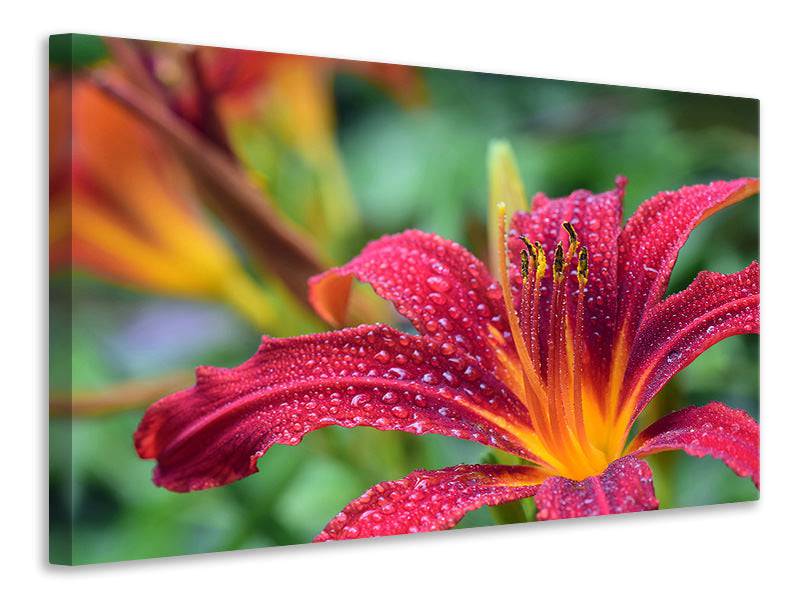 Canvas picture lilies blossom in pink XL