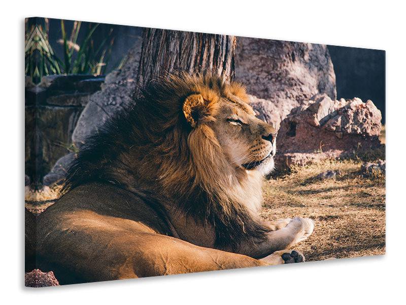 Tableaux sur toile Lion lui-même au soleil