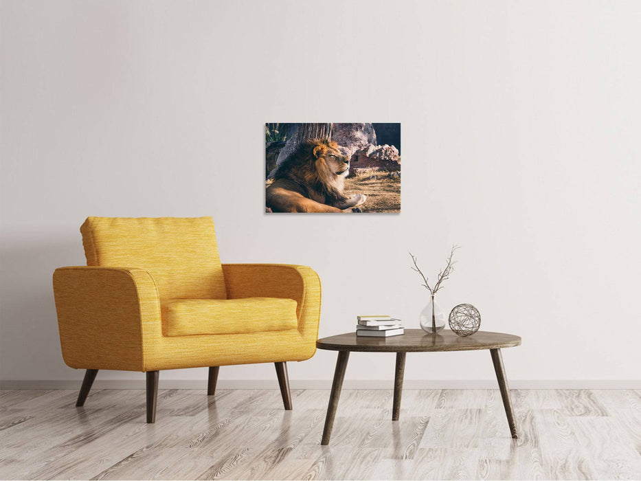 Tableaux sur toile Lion lui-même au soleil