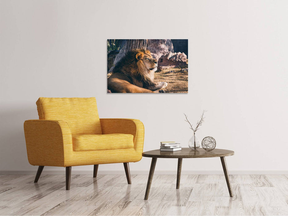 Tableaux sur toile Lion lui-même au soleil