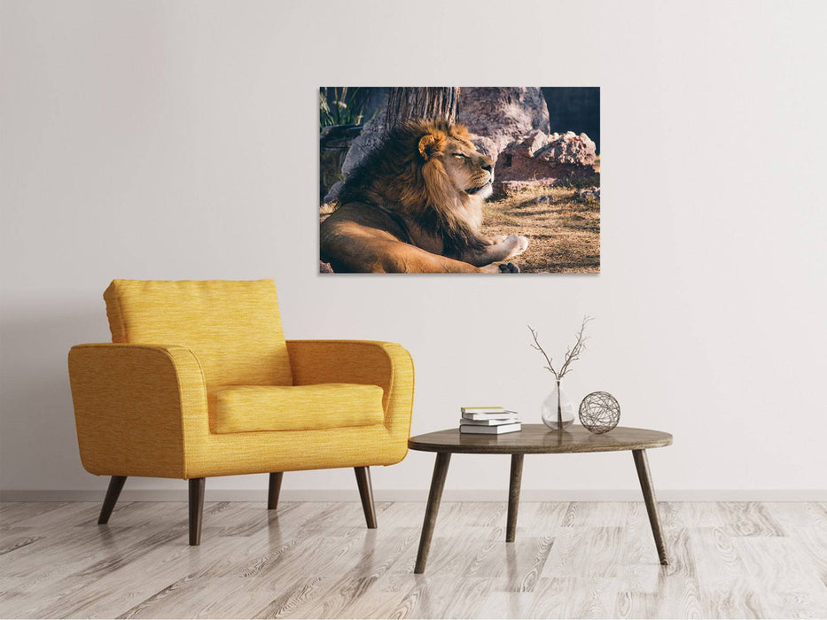 Tableaux sur toile Lion lui-même au soleil