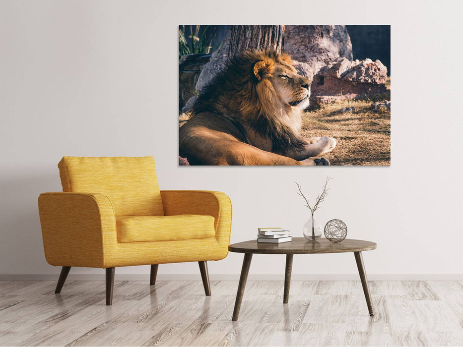 Tableaux sur toile Lion lui-même au soleil