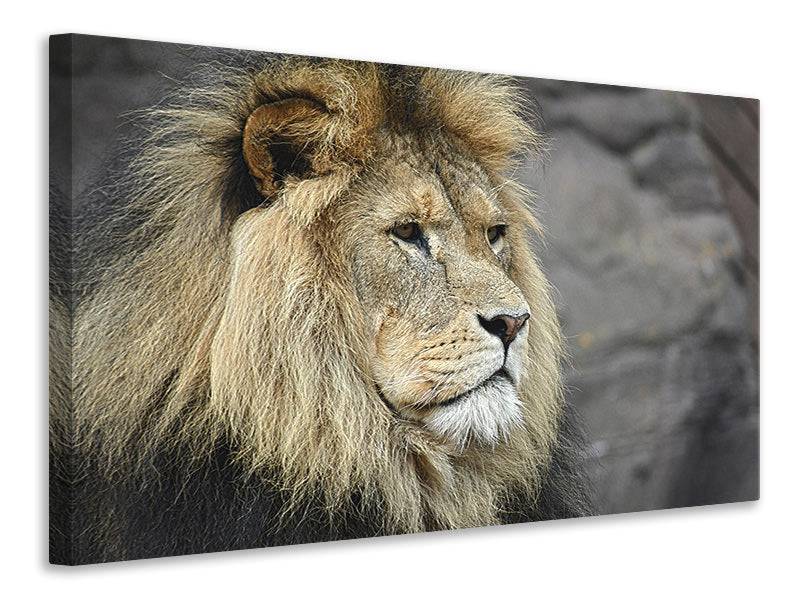 Canvas picture lion head XL