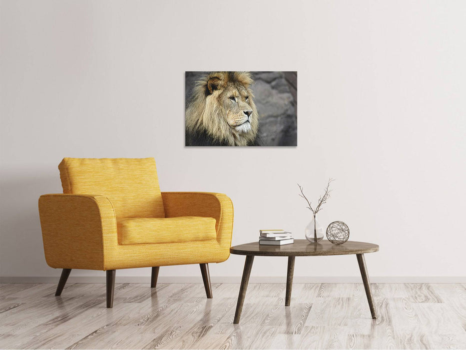 Canvas picture lion head XL