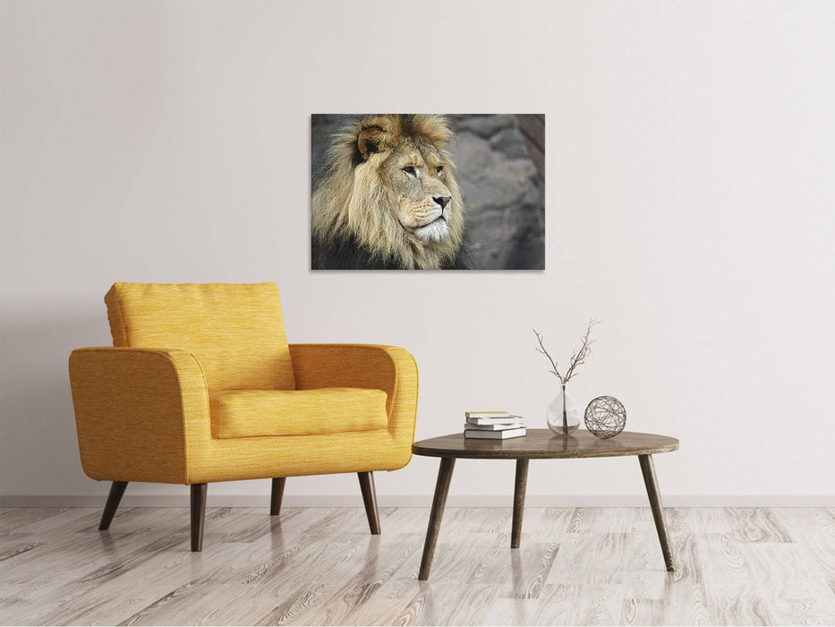 Canvas picture lion head XL