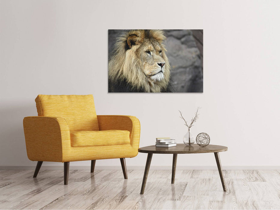 Canvas picture lion head XL