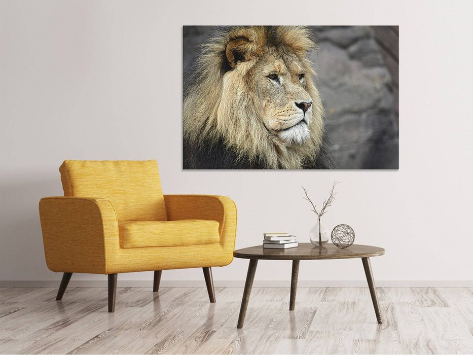 Canvas picture lion head XL