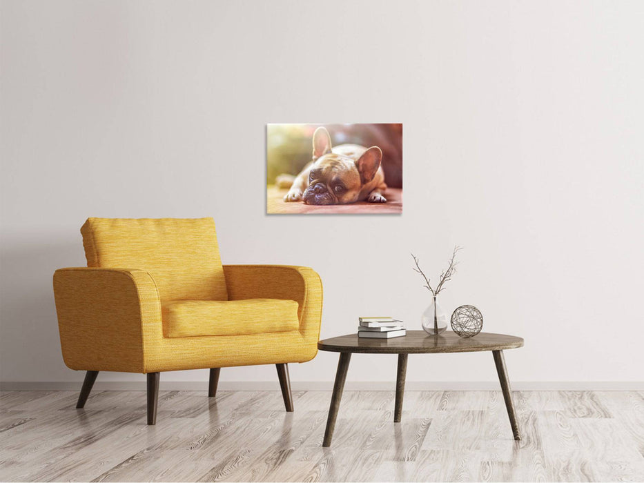 Tableaux sur toile Bouledogue fatigué