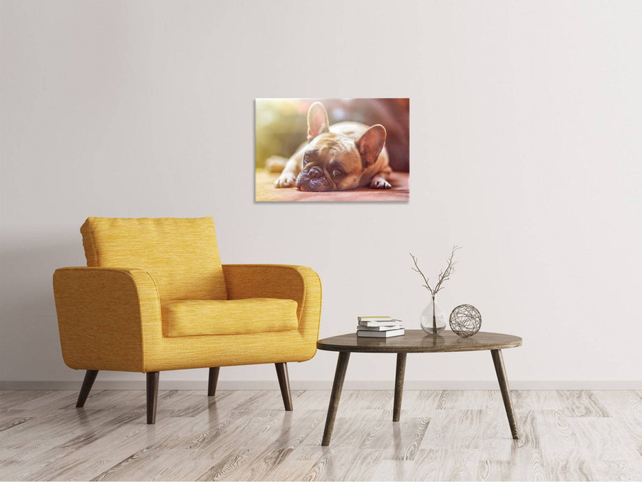 Tableaux sur toile Bouledogue fatigué