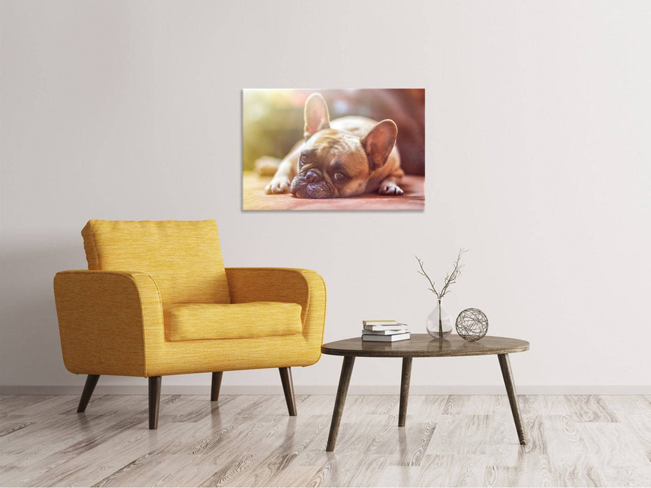 Tableaux sur toile Bouledogue fatigué