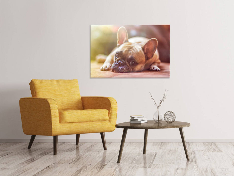 Tableaux sur toile Bouledogue fatigué