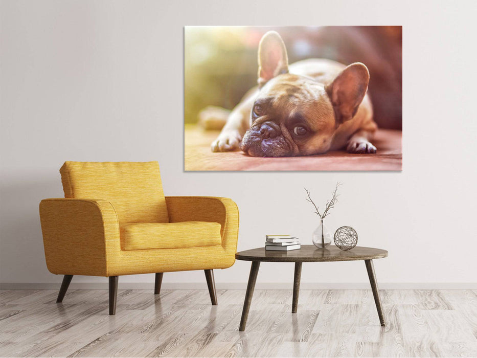 Tableaux sur toile Bouledogue fatigué