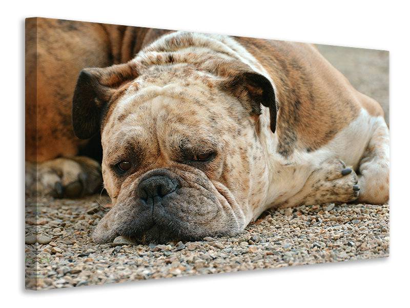 Canvas print Tired boxer