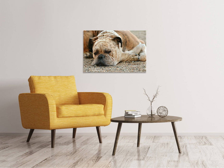 Canvas print Tired boxer