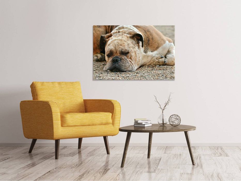 Canvas print Tired boxer