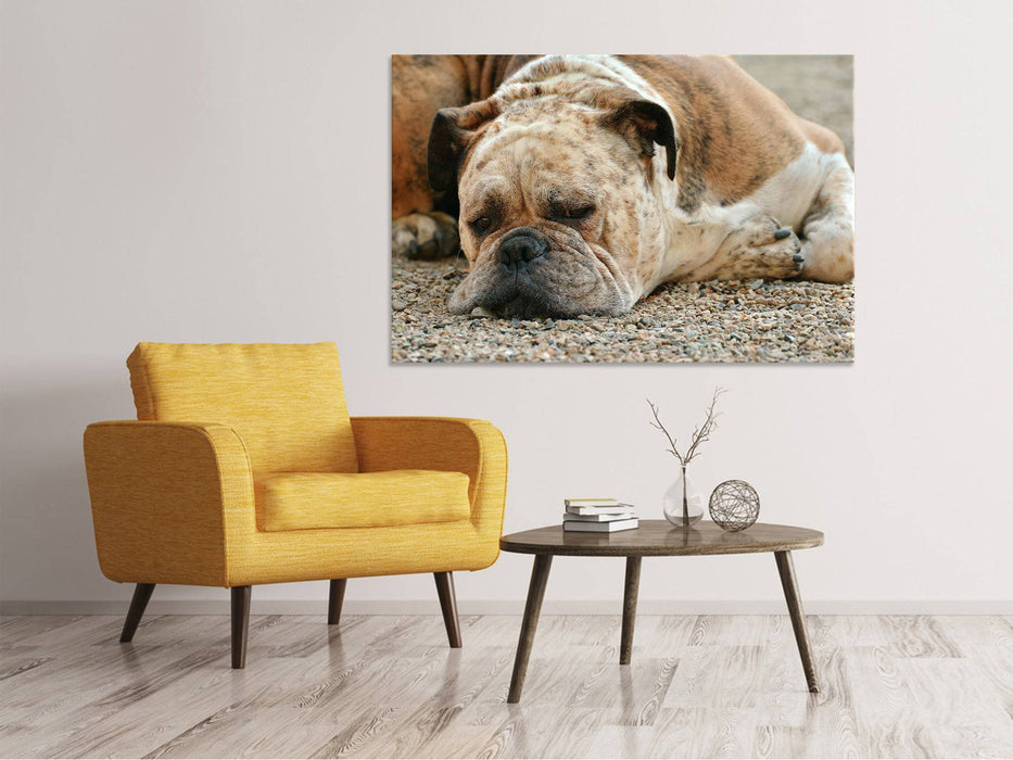 Canvas print Tired boxer