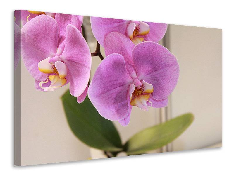 Canvas picture orchids with purple flowers in XL