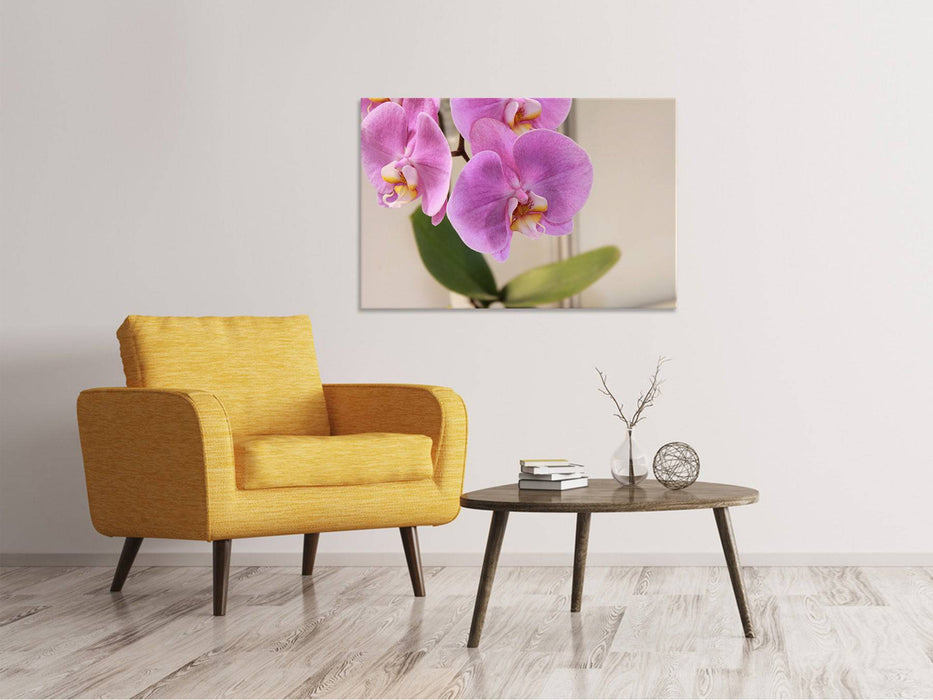 Canvas picture orchids with purple flowers in XL