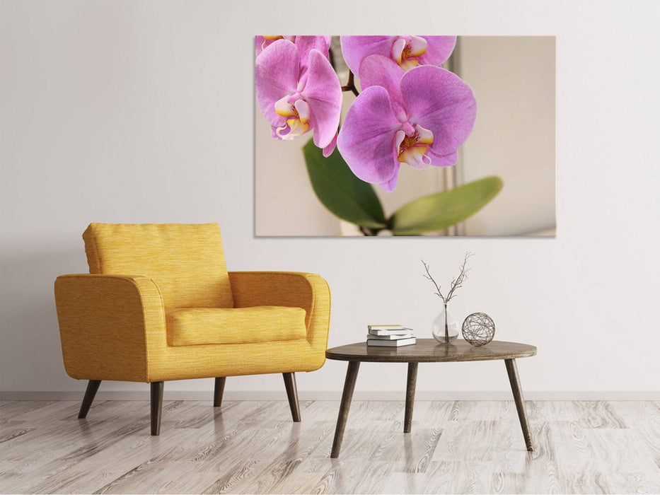 Canvas picture orchids with purple flowers in XL