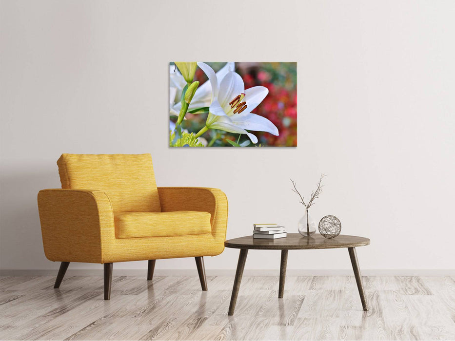 Tableau sur toile Magnifique lys en blanc