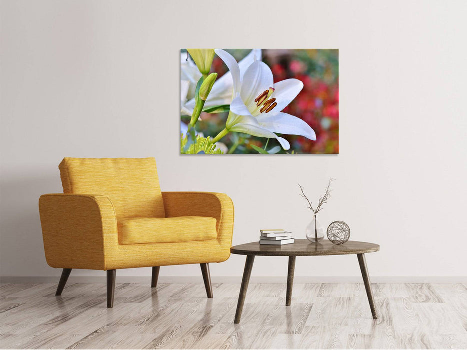 Tableau sur toile Magnifique lys en blanc