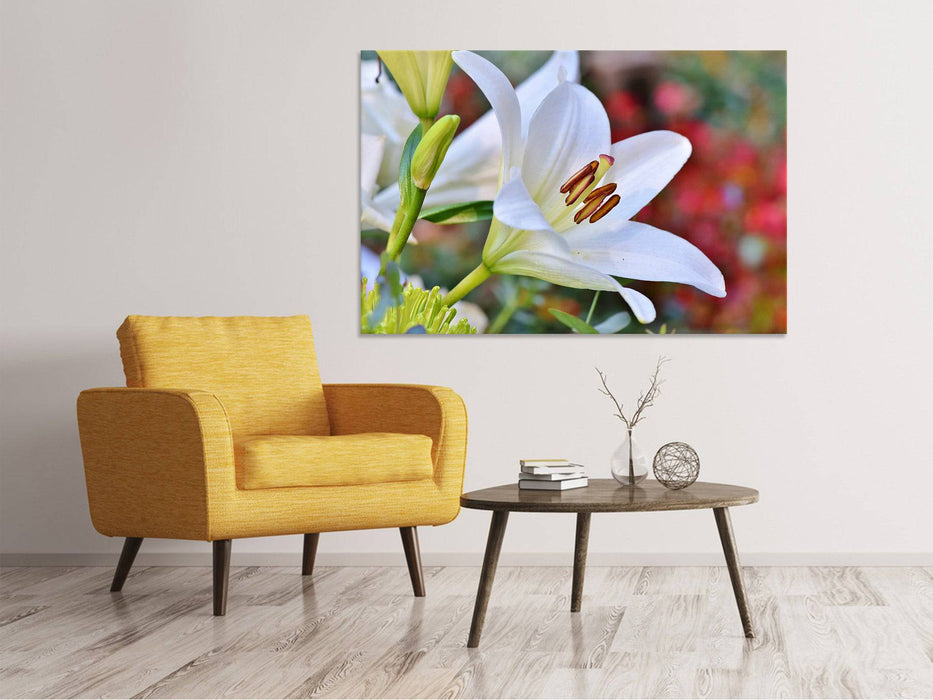 Tableau sur toile Magnifique lys en blanc