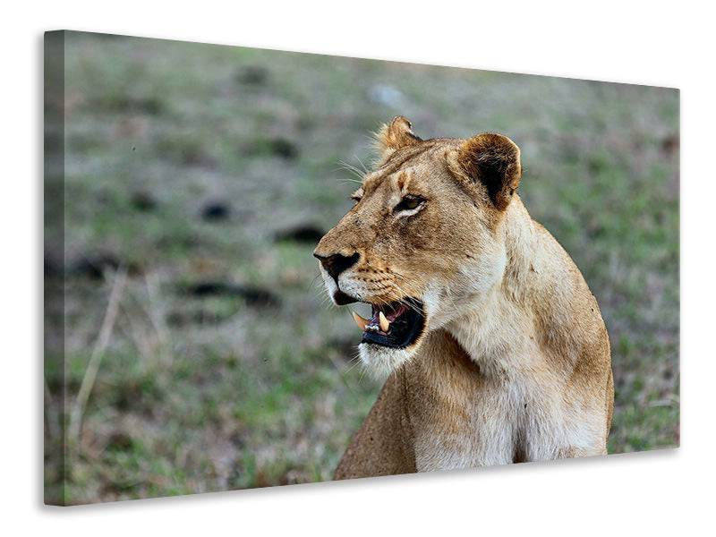 Canvas print Magnificent lioness