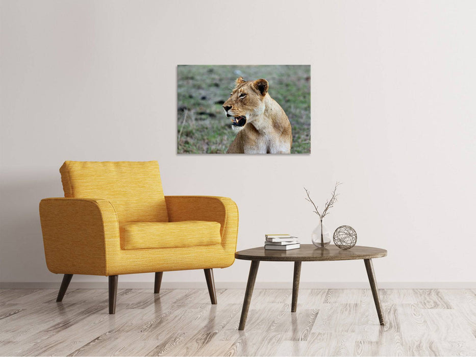 Canvas print Magnificent lioness